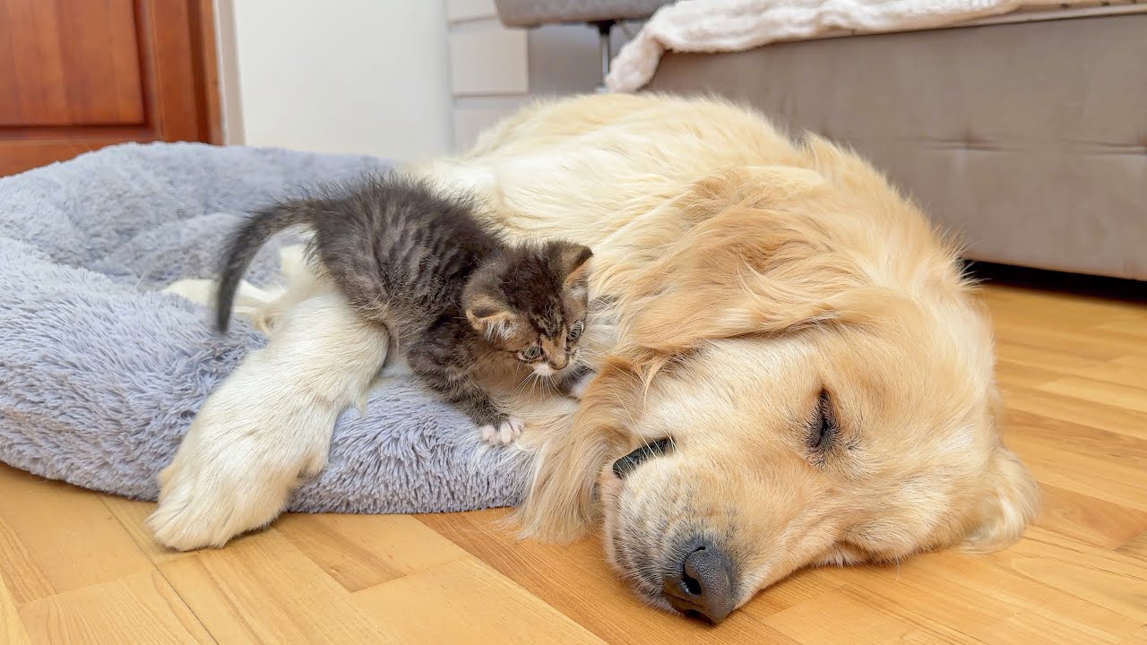 GIANT Golden Retriever Tries to Nap… But This Tiny Kitten Has Other Plans!