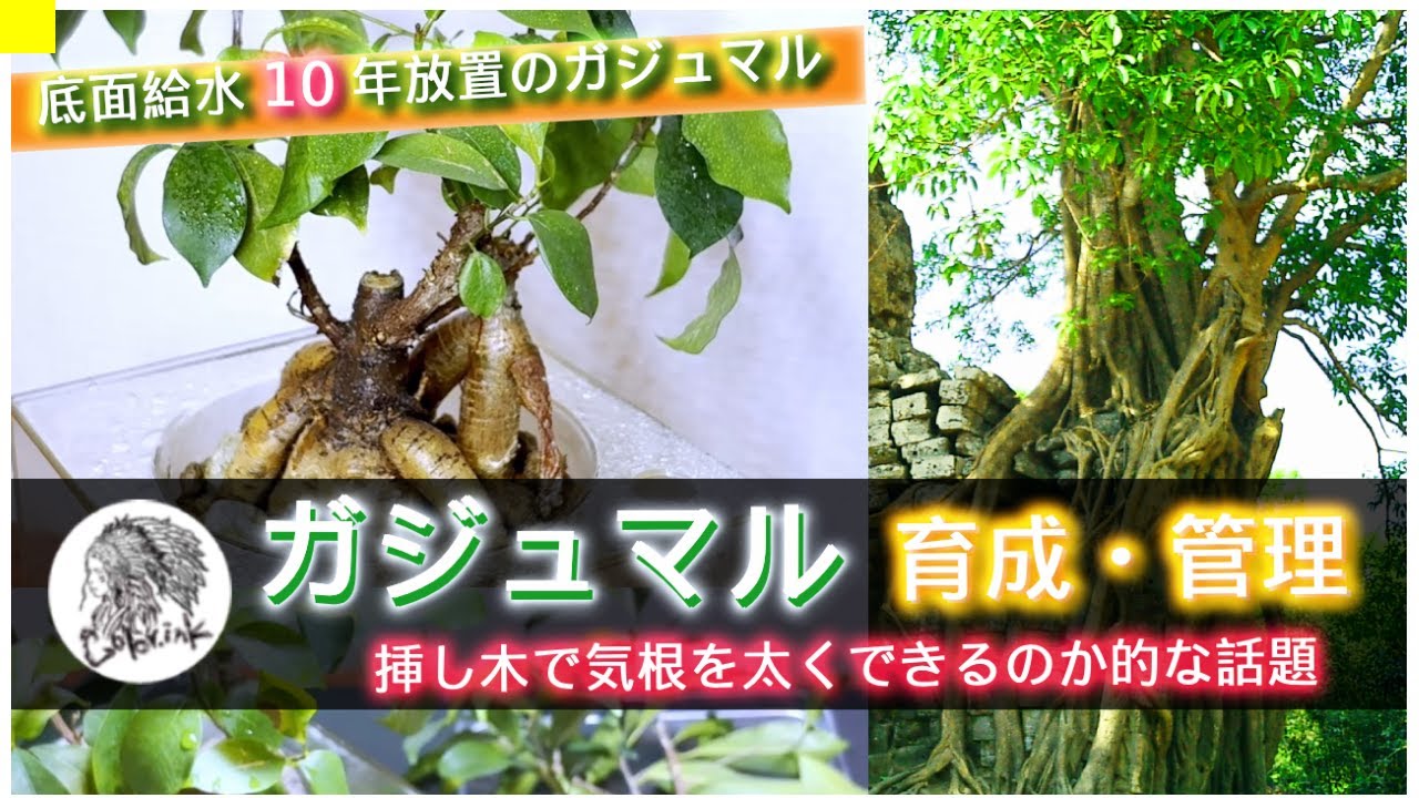 【観葉植物】ガジュマルの育成・管理｜底面給水で10年ほぼ放置のガジュマル ～挿し木で気根を太くできるのか的な話題｜水耕栽培・腰水管理