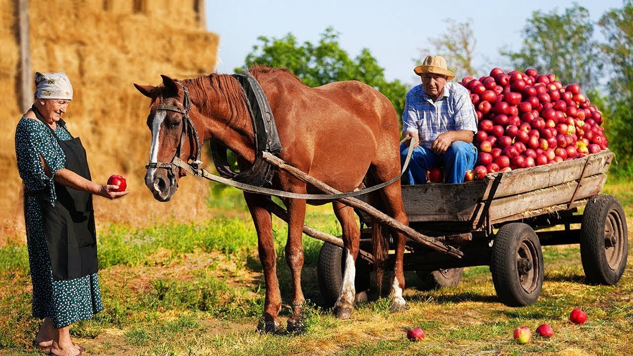 The Secret to a Quiet and Happy Life: Elderly Couple Living in a Remote Mountain Village