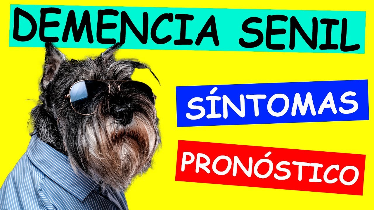 Demencia Senil en PERROS
