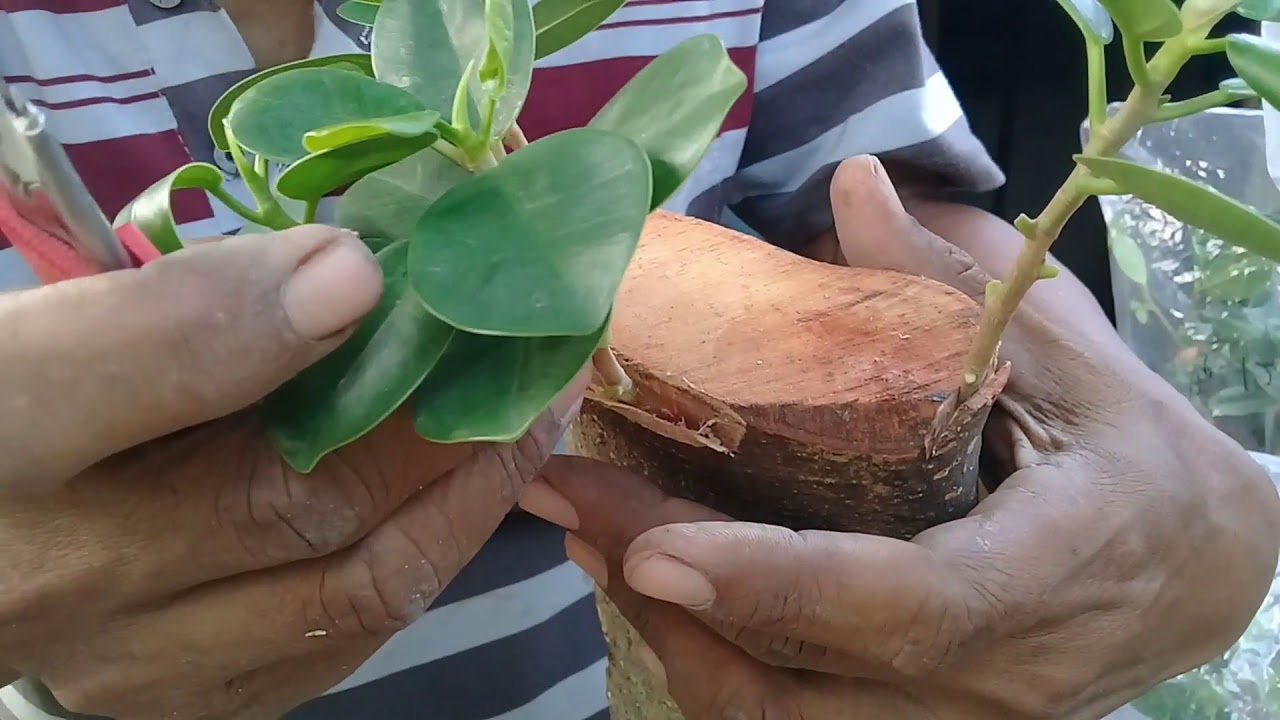 Cara Mudah Stek dan Menyambung Beringin Dolar