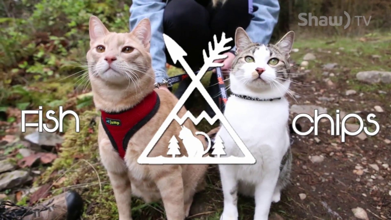 Fish & Chips The Adventure Cats // In A Minute (Where You Live)