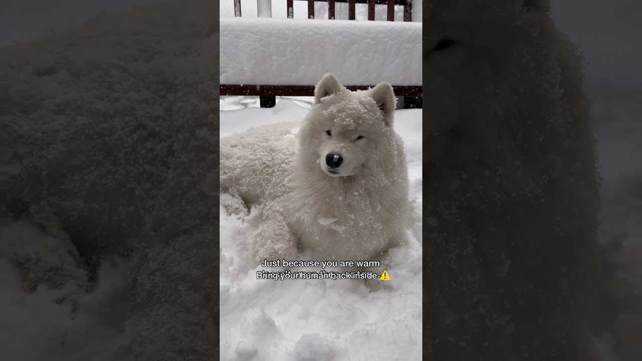 Who said it&rsquo;s too cold? #dog #samoyed #funny