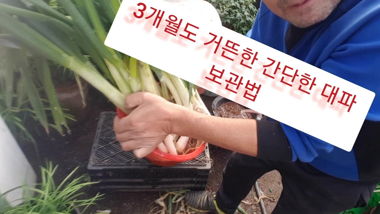 대파 뿌리 절대 버리지 마세요!! (누구나 집에서 손쉽게 키우는 기발한 2가지 방법)