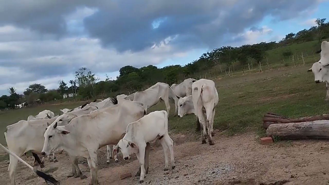 vamos ajeitar o gado que dá certo 
