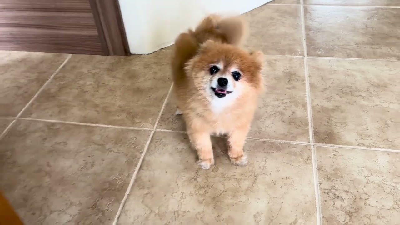 Megan begging for food during dinner time 