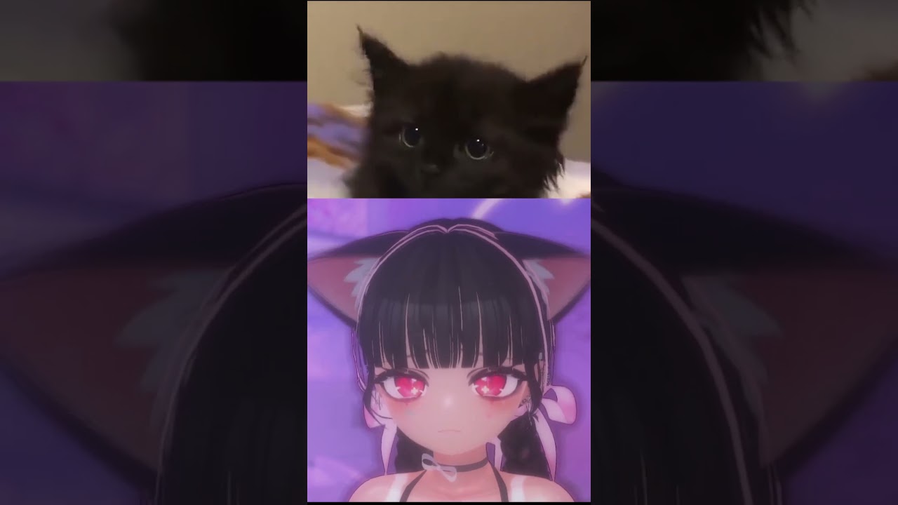 black kitten wiggles cat ears 🐾🥺 