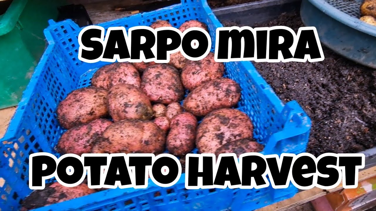 Урожай картофеля Sarpo Mira [устойчивый к фитофторозу картофель]