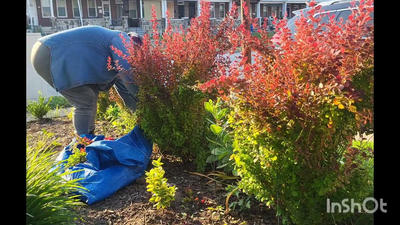 Pruning Orange Rocket Barberry in Early Summer July 2024 Zone 7B