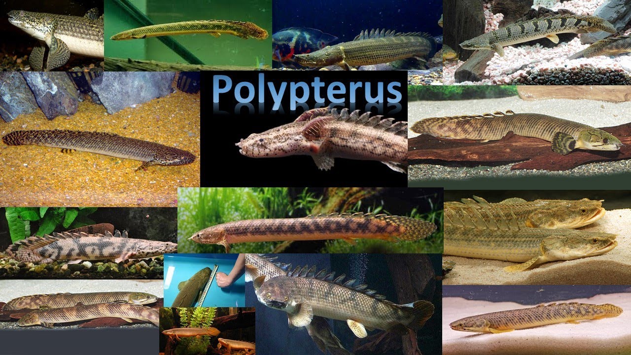 Tudo sobre o peixe Polypterus