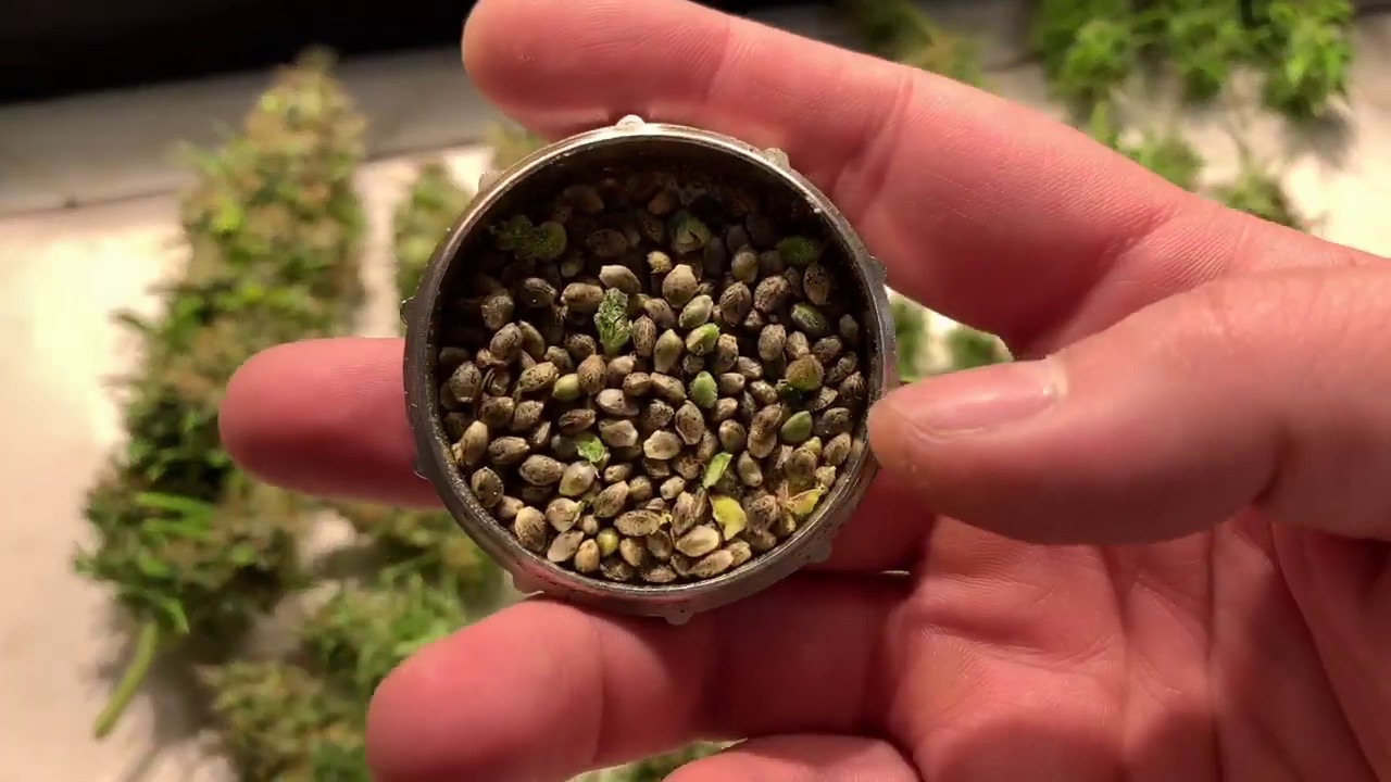 Colheita de cannabis + colheita de seeds #6