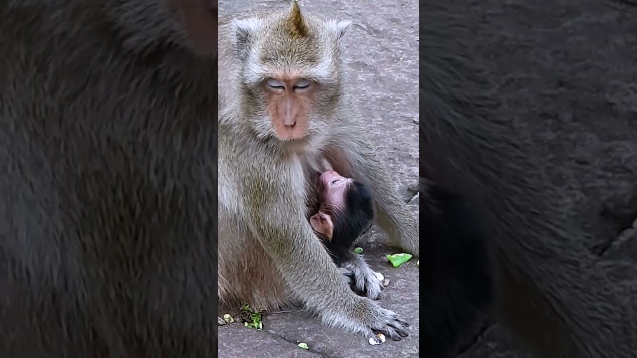 Monkey DeeDee gave birth !