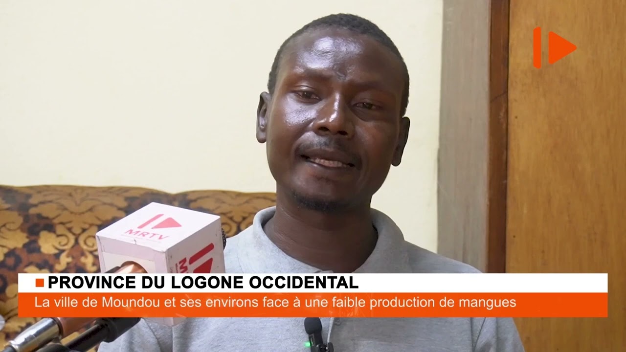 🍋 Logone Occidental : Une Mauvaise Saison pour les Mangues à Koutou – Impact sur les Familles