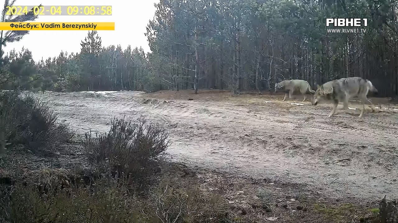 Вовки повернулися на Рівненщину: де бачили хижаків? - НОВИНИ