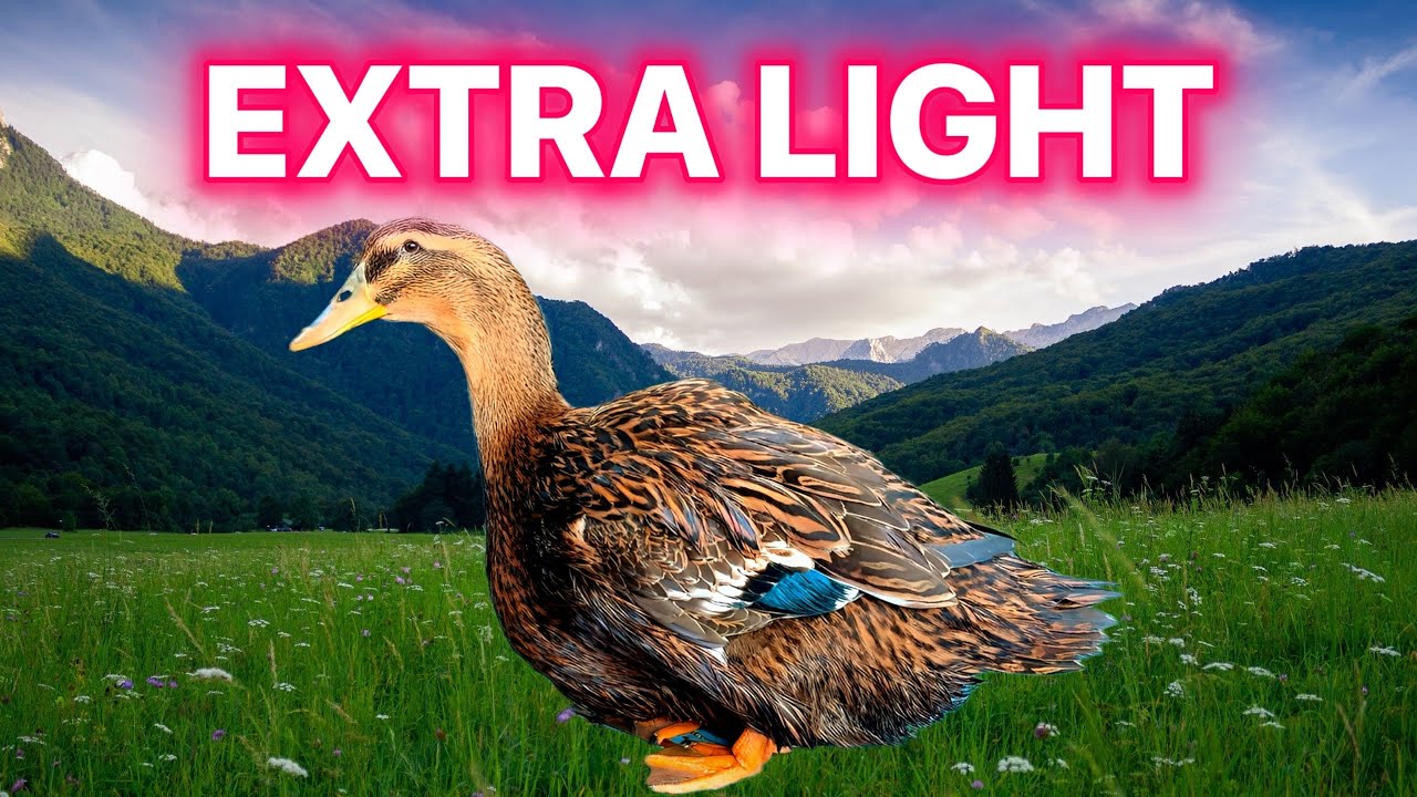 How to get ducks in season early