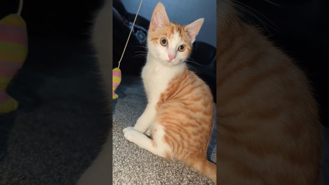 #cat #brahwegotthis #catvideos #kitten #brah