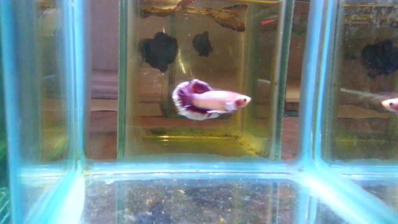 Purple betta