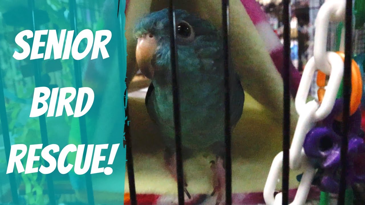 We Rescued A Senior Parrot! A Very Special Parrot Rescue! (PT. 1) | Marlene Mc'Cohen