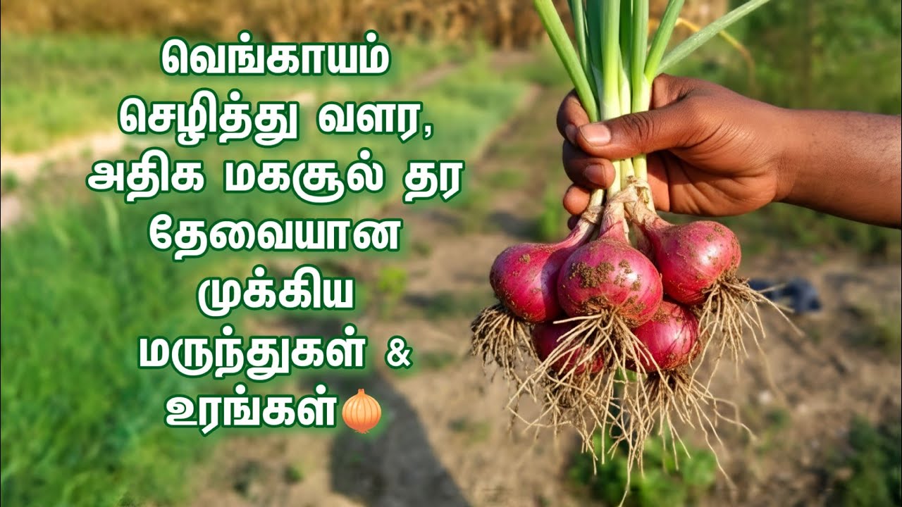 வெங்காயம் செழித்து வளர, அதிக மகசூல் தர தேவையான முக்கிய மருந்துகள் 🔥💥  தொடர்புக்கு - 9443317373