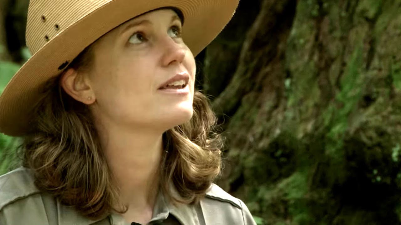 The magic of the California redwoods