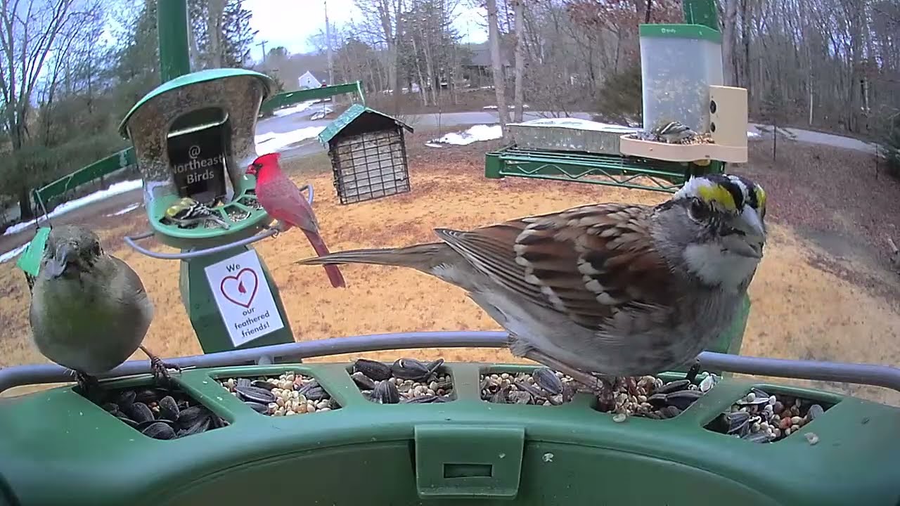 Super Triple Feeder in Rainy New England! Spring is here! Nuthatch, Juncos, Cardinals, Woodpeckers!
