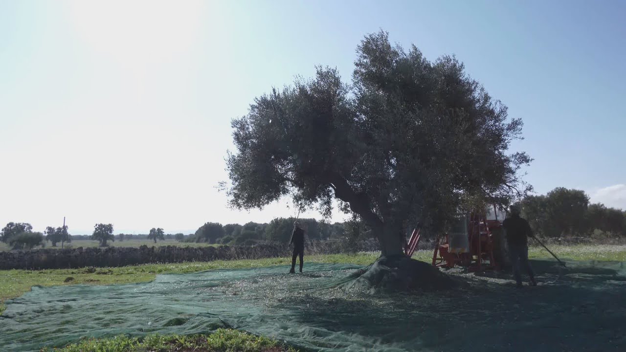 Allarme Xylella, in Puglia sono a rischio 216 alberi monumentali