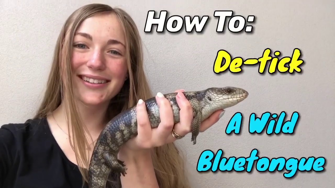 How To Remove Ticks From A Wild Bluetongue Lizard
