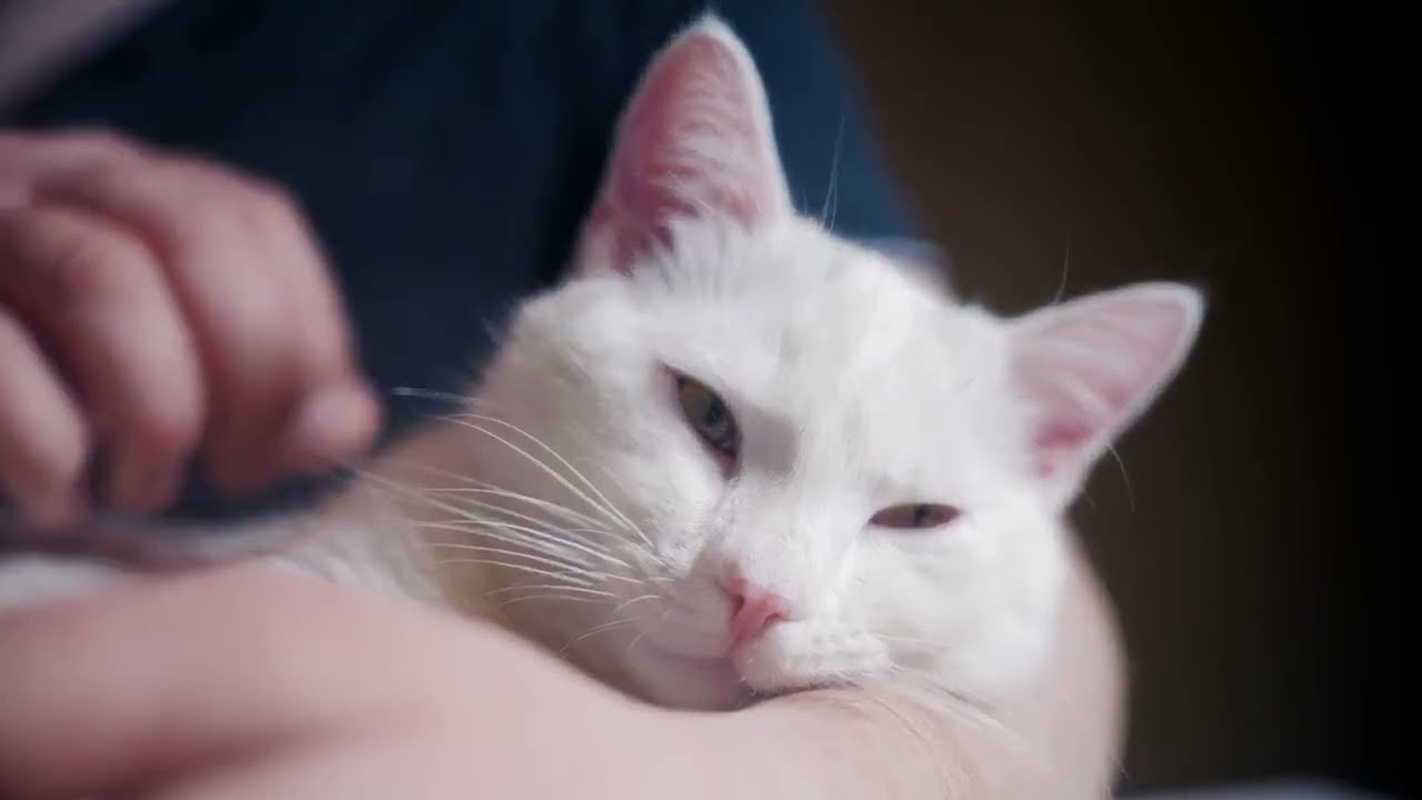 The cat Odin plays and purrs ASMR