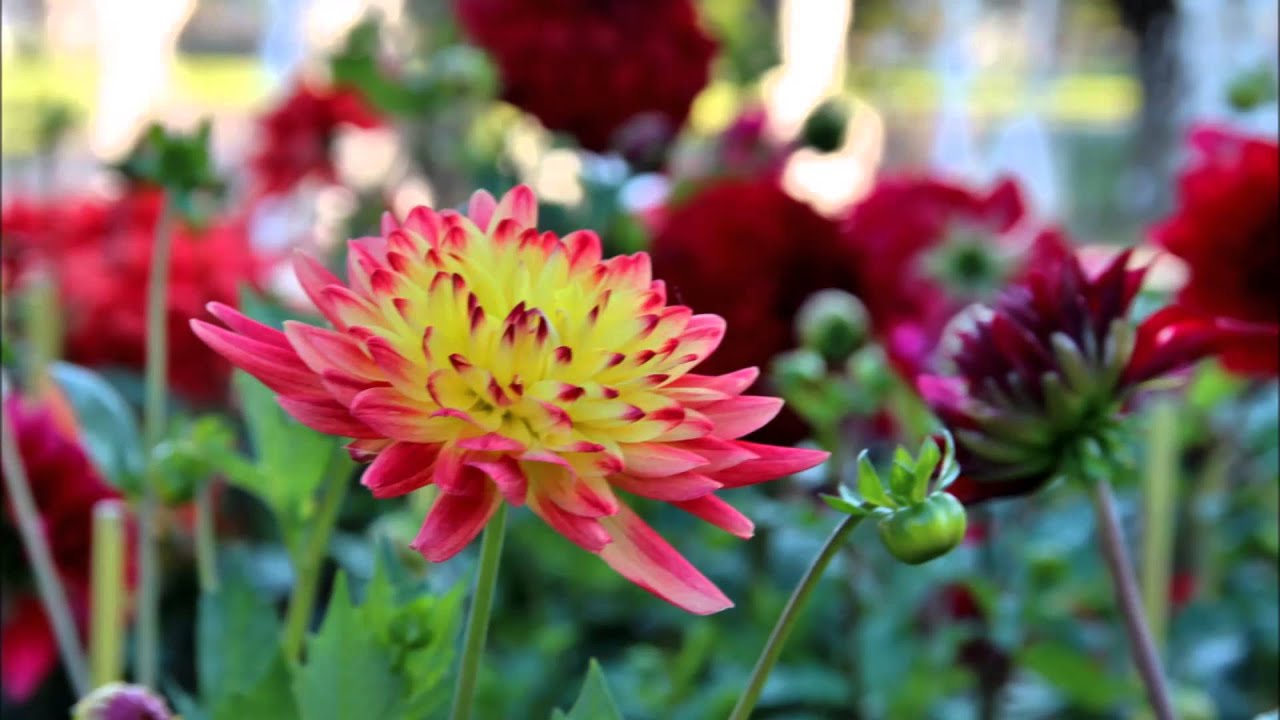 Gerda Gabriel - Denn ich seh jede Blume bl&uuml;hen