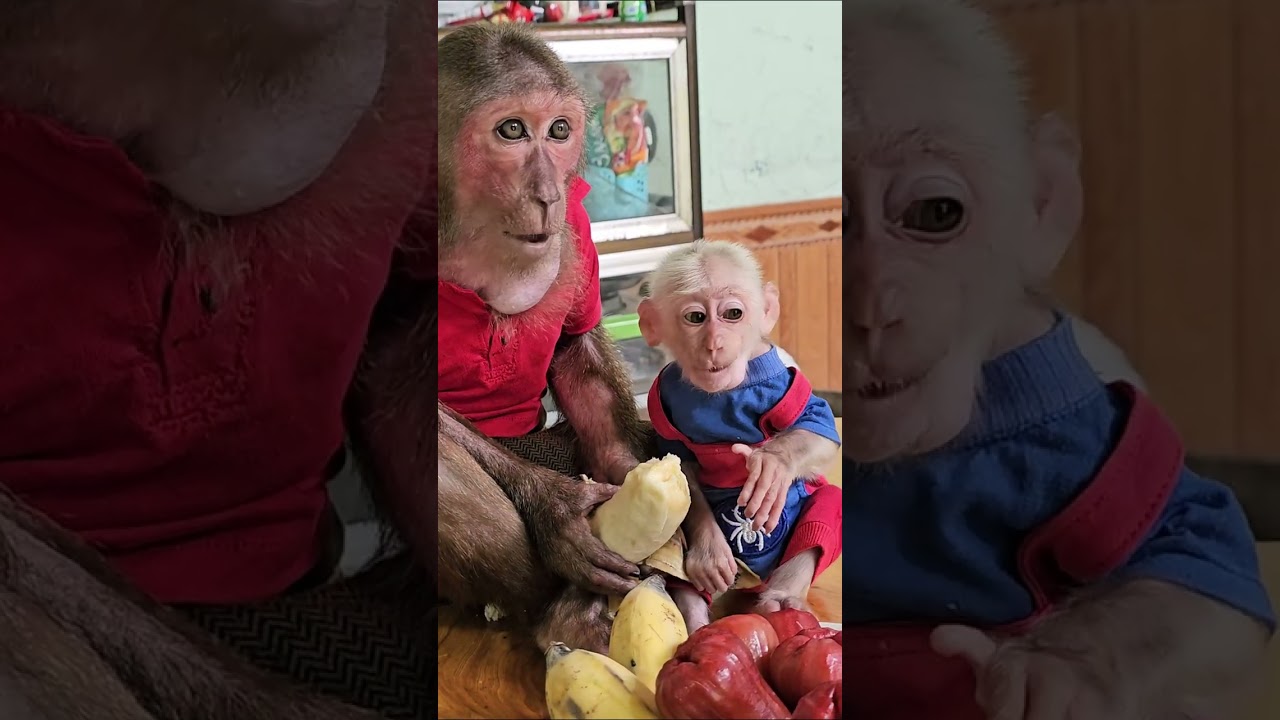 Secrets in Caring for Baby Monkeys #short  #babymonkey #animal