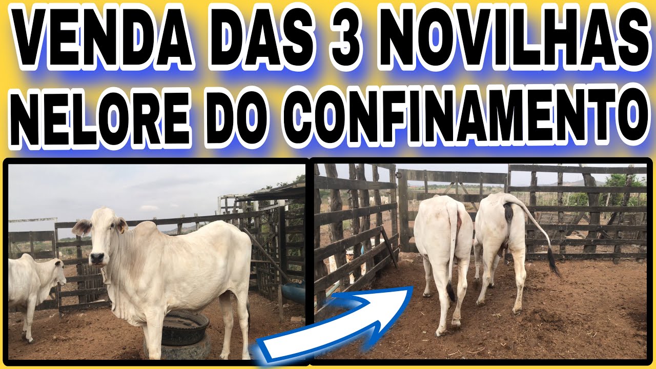 VENDA DAS 3 NOVILHAS NELORE DO CONFINAMENTO