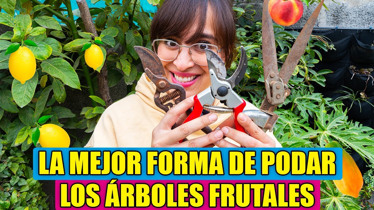 ✂️ Como y cuando PODAR tus Arboles FRUTALES para tener más Frutos y Flores? 🍋