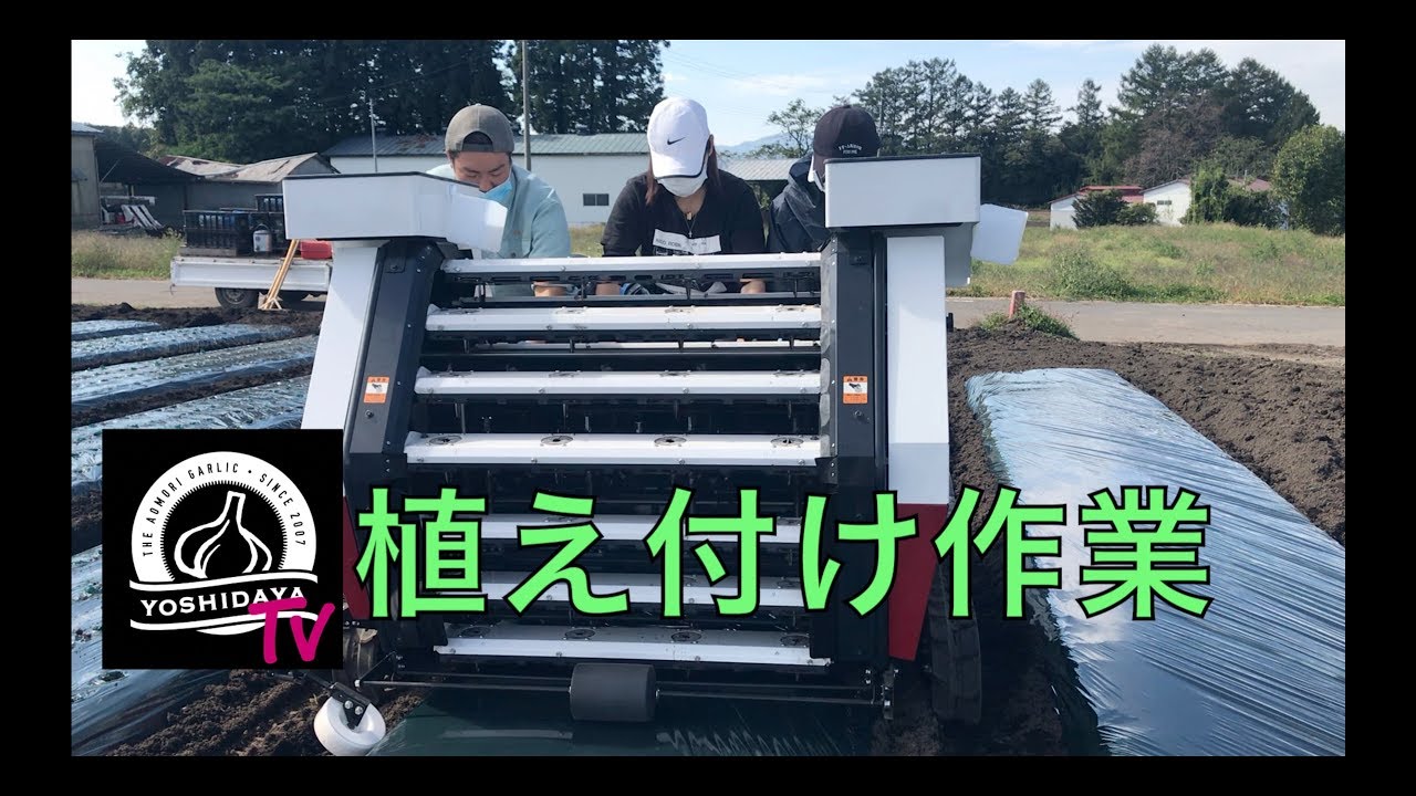 にんにく栽培【植え付け作業】（2018 10 25）～にんにくのよしだ家