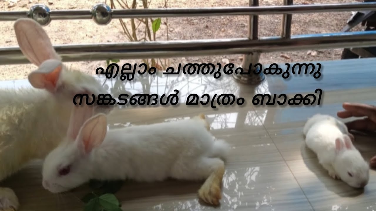 എല്ലാം ചത്തുപോകുന്നു സങ്കടങ്ങൾ മാത്രം ബാക്കി 🥺