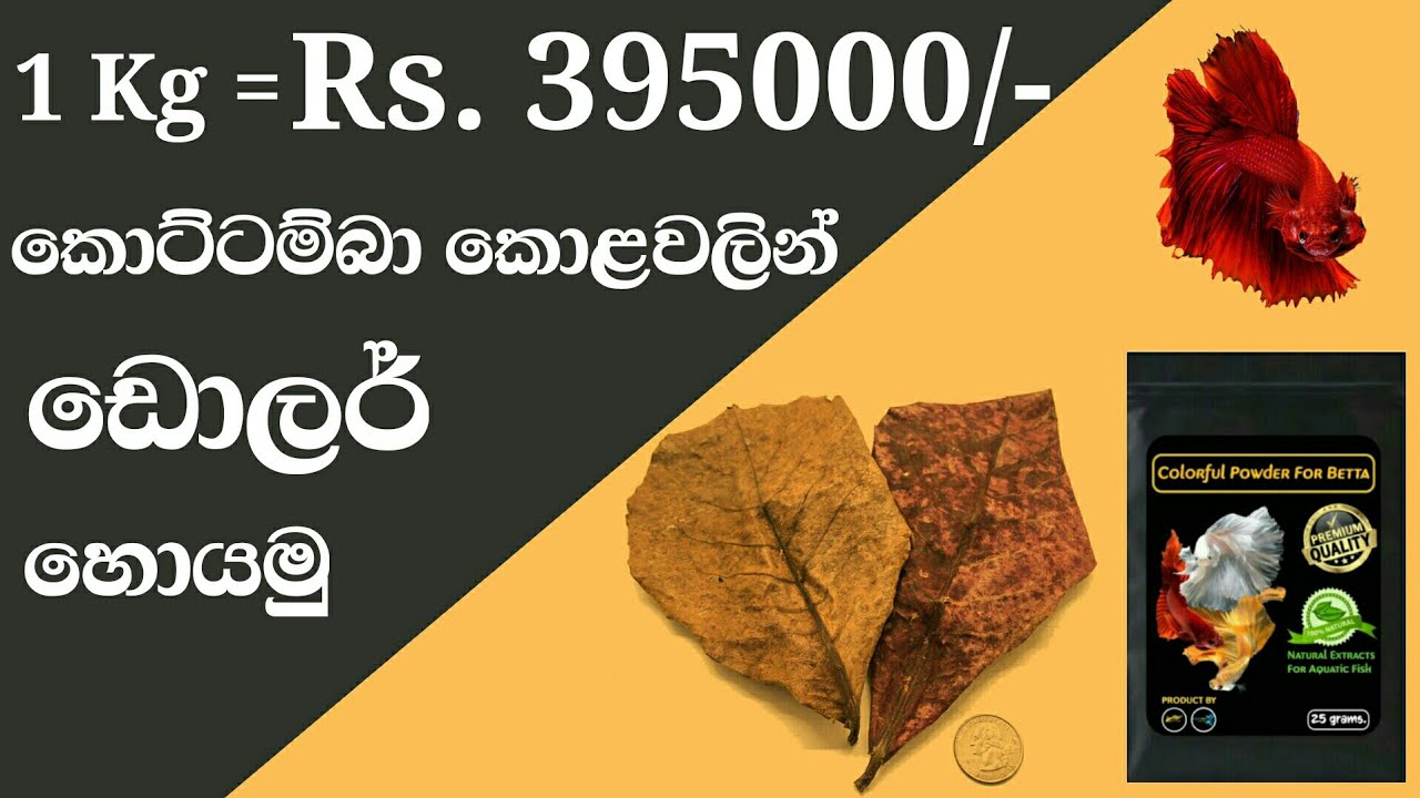 How to make Indian Almond Leaves Powder @ Home | කොට්ටම්බා කොල පවුඩර් ගෙදරදීම සාදා ඩොලර් උපයමු