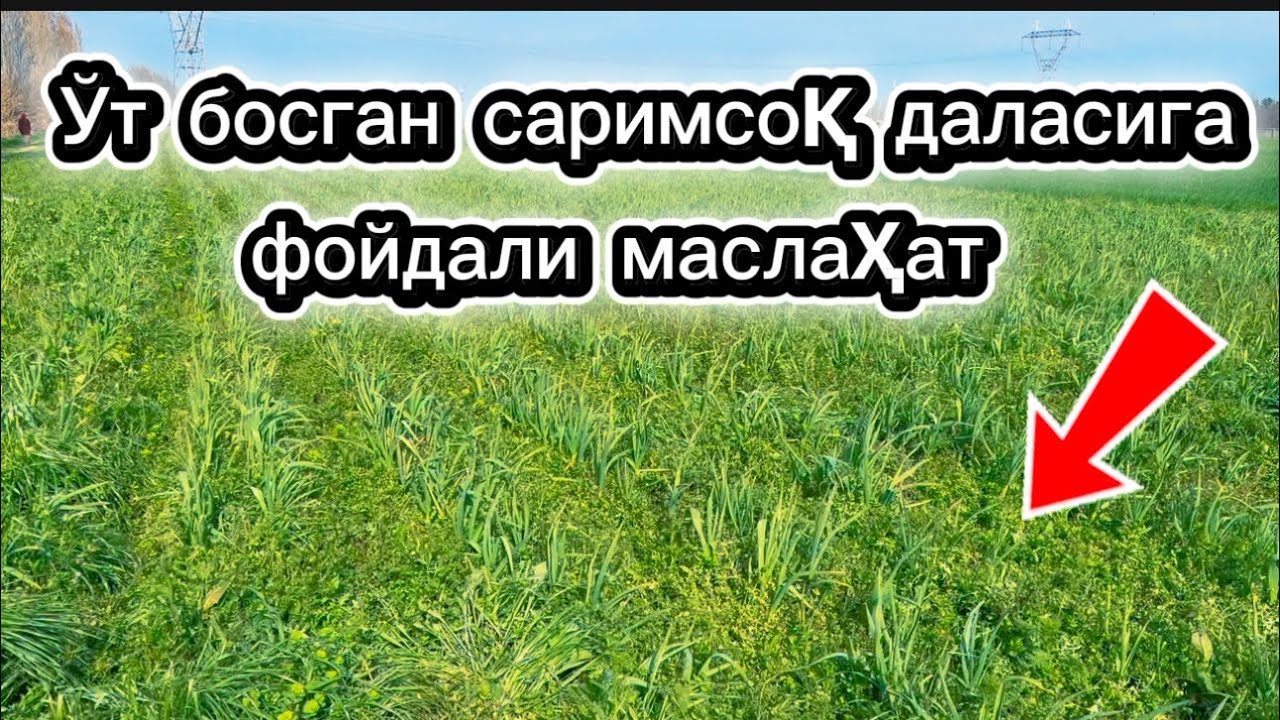 Саримсоқ ва пиёз майдонида бегона ўтга қарши тўғри ишлов сирлари