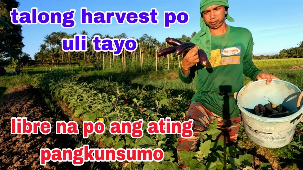Talong harvest naka libre na ng pang ulam