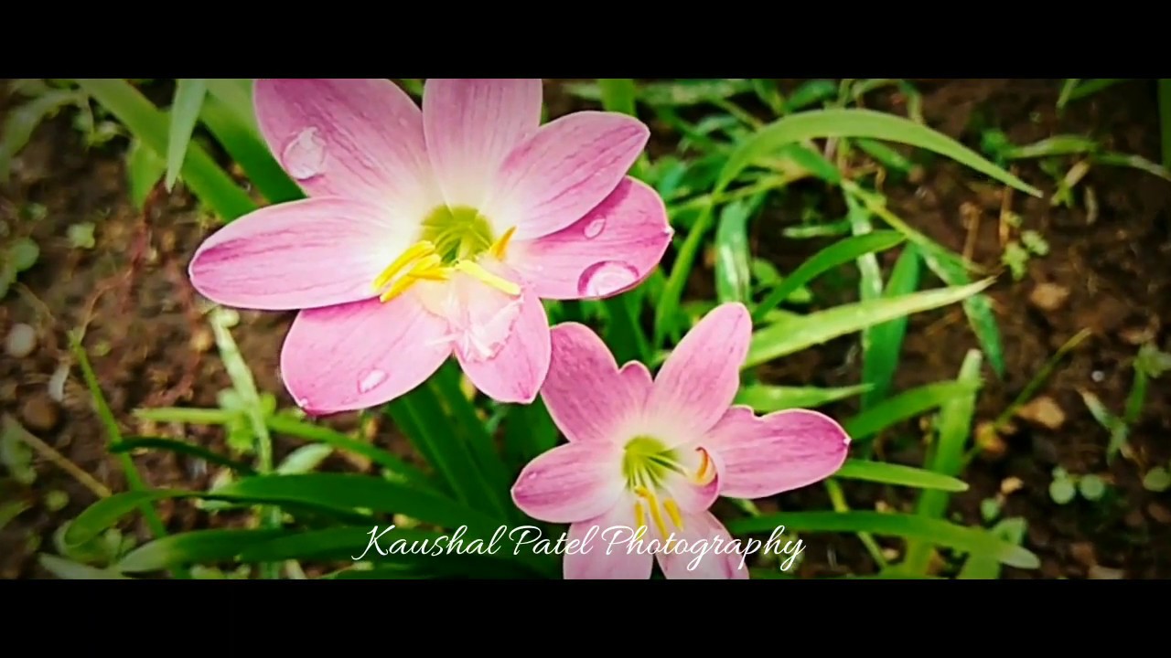 Beautiful Colors of Flowers by Payal And Kaushal