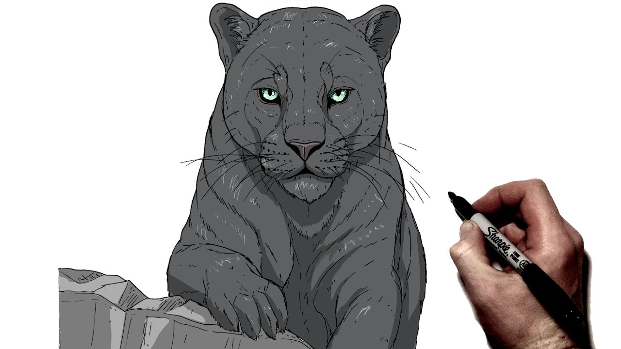 How To Draw A Black Panther | Step By Step |