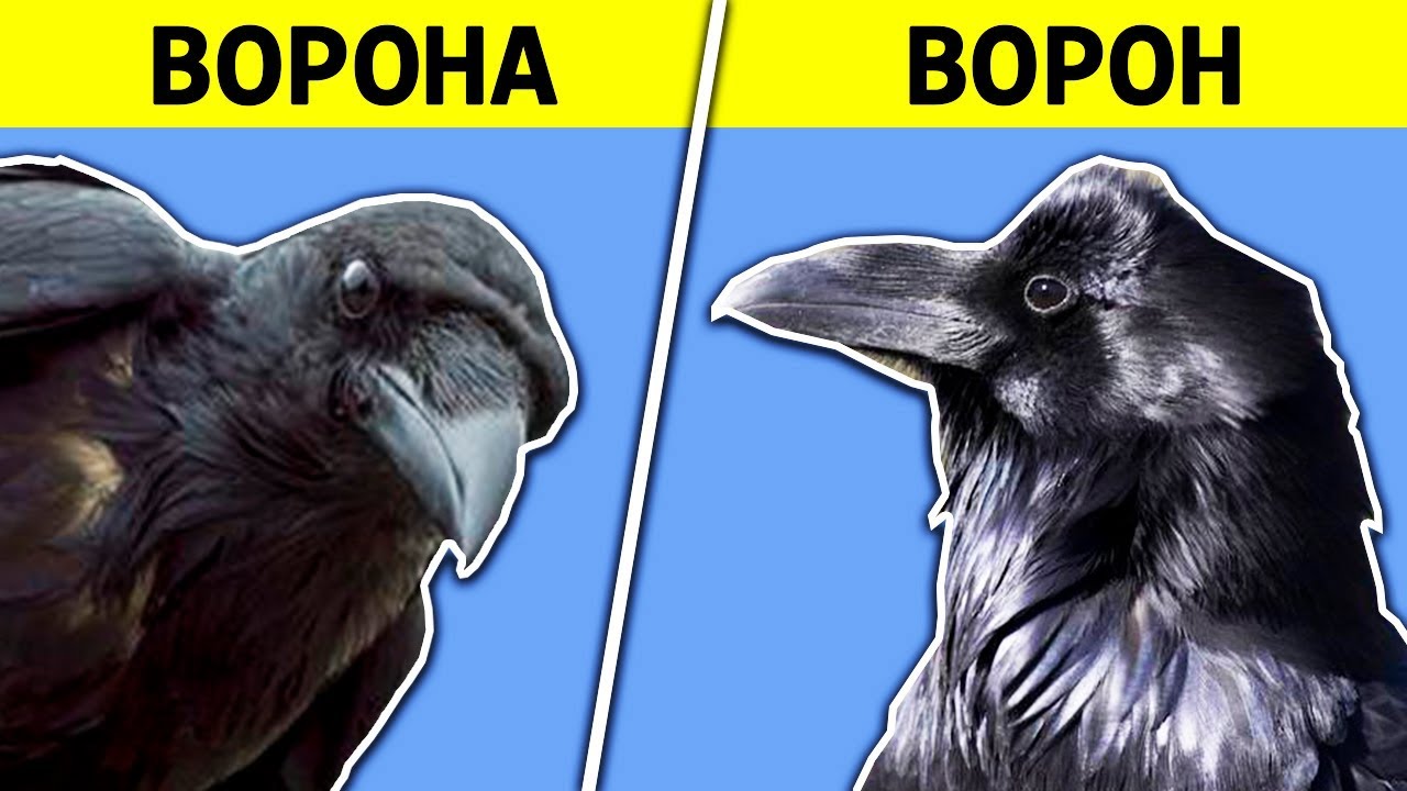 В ЧЁМ РАЗНИЦА? ВОРОНА vs ВОРОН