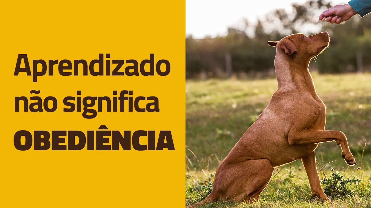 Aprendizado NÃO significa obediência