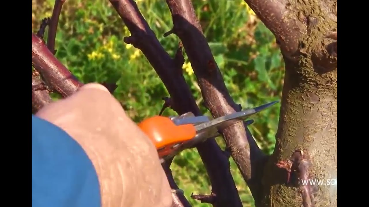 Pruning - Plum Trees