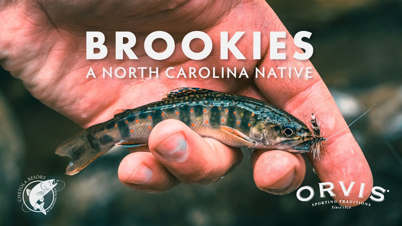 Brookies: A North Carolina Native