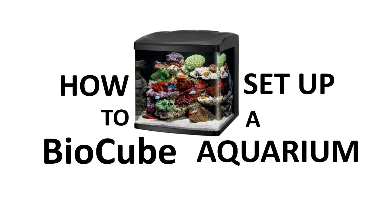 How to Set Up a BioCube Aquarium