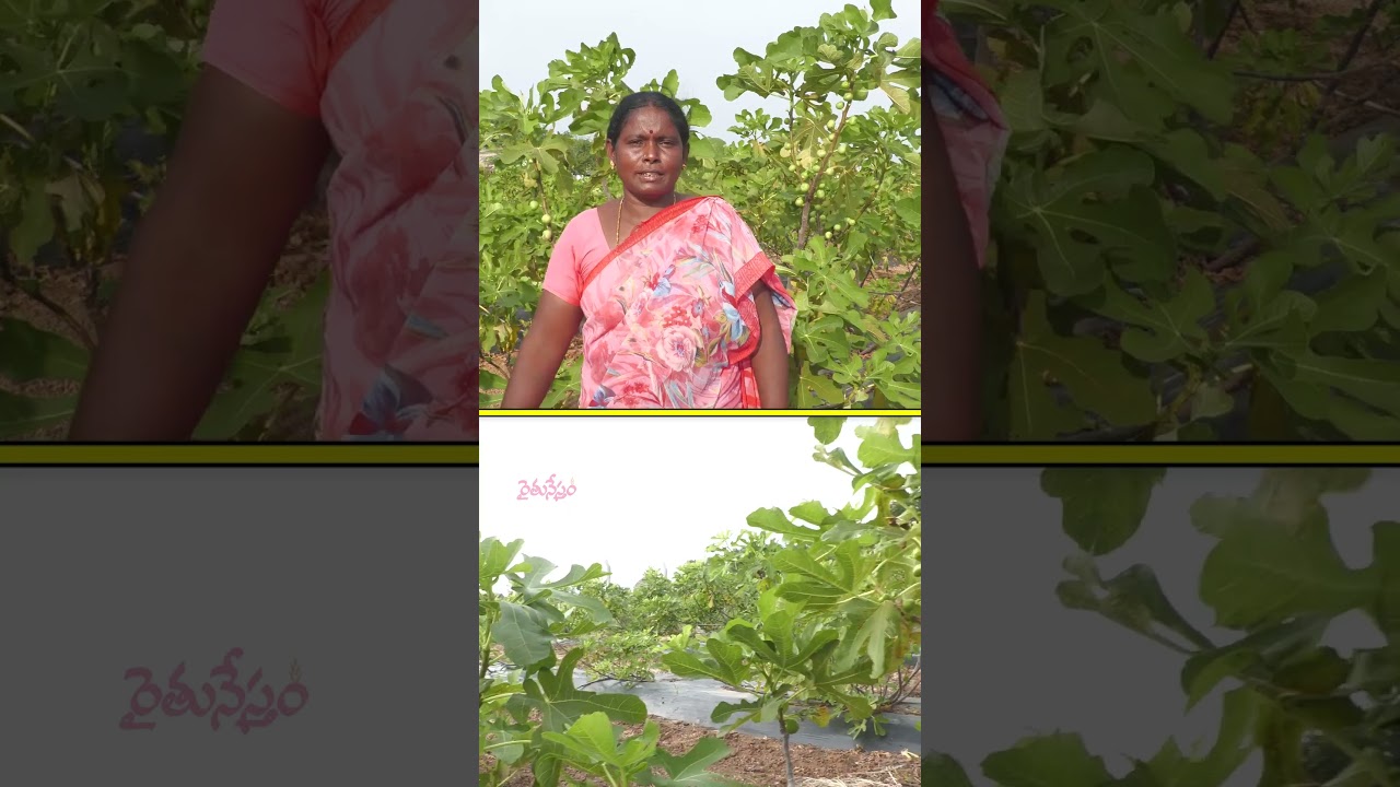 అంజీర తోట.. ఒక్కో చెట్టుకి 40 కిలోలు #anjeer #farming #raitunestham #dryfruits