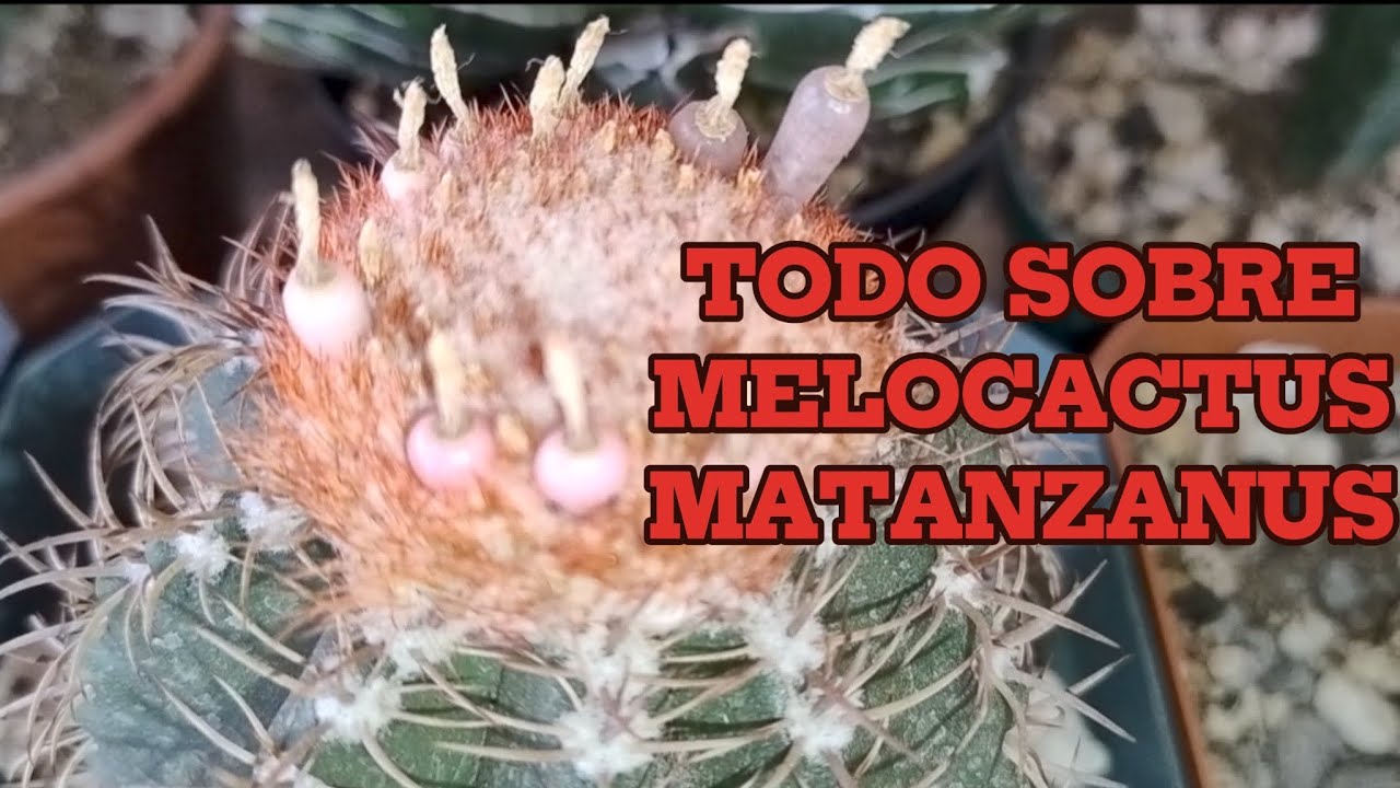 COMO TRASPLANTAR Y CUIDAR MELOCACTUS MATANZANUS