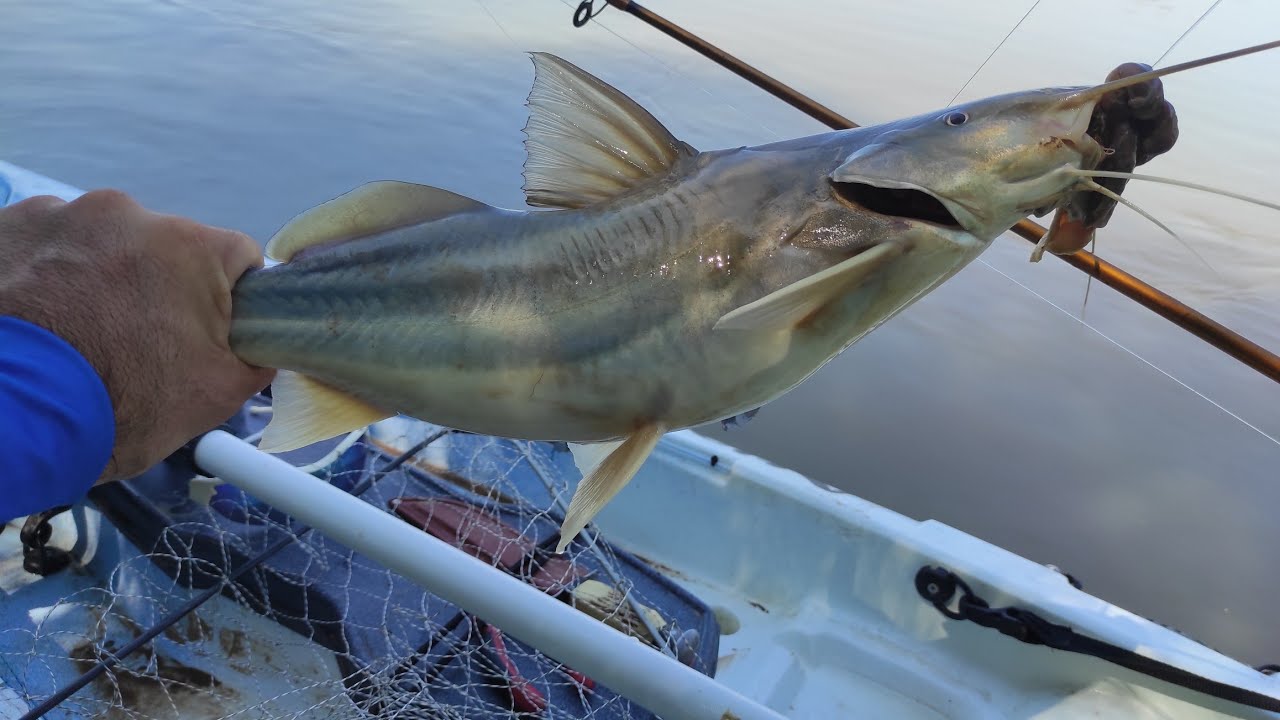 PESCA EN KAYAK, RAMALLO