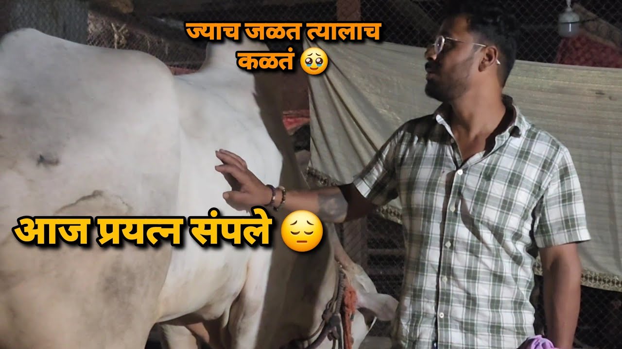 ज्याच जळत त्यालाच कळत 🥹 आज प्रयत्न संपले😔 | Bailgada Sharyat||