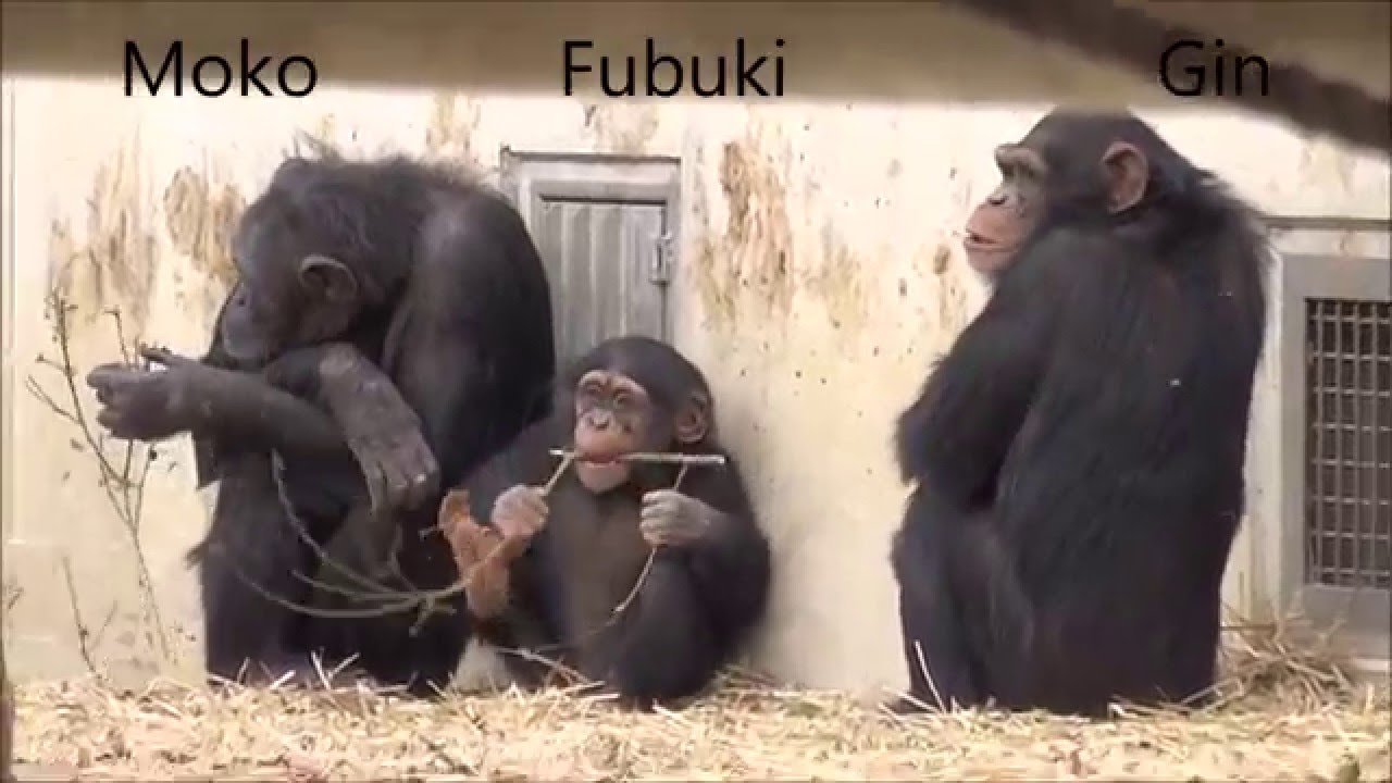 Baby chimp Fubuki and straw at Tama Zoo