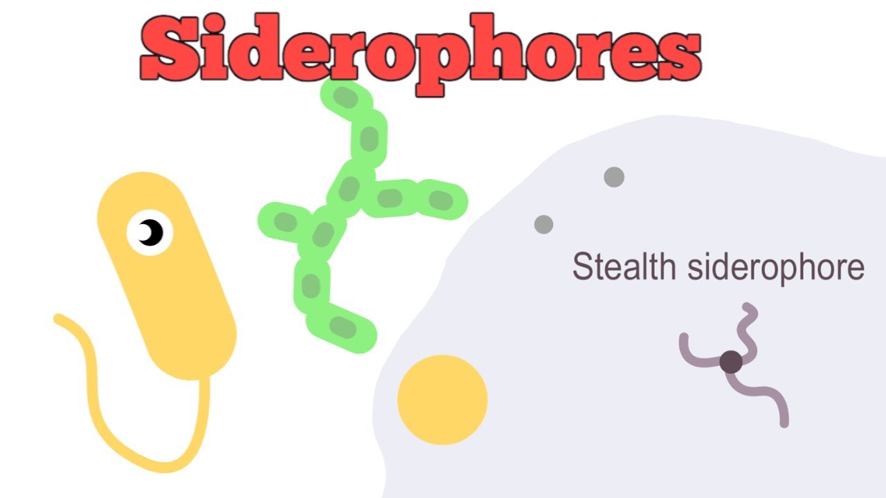 Siderophores